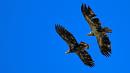 double juvenile eagles